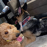 Roxy is registered to the contest to win money with this photo: dog, indoor, carpet, couch, pillow, collar, curly_coat, playful, tongue_out, pet, animal, living_room, furniture, brown_dog, black_and_tan_dog, happy, resting, closeup, domestic_animal, two_dogs