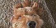 Roxy joined the competition — help win amazing prizes! dog, pet, canine, curly_fur, carpet, indoor, close_up, nose, ears, happy, relaxed, fur, muzzle, lying_down, animal, companion, cute, smiling, brown_fur, domestic