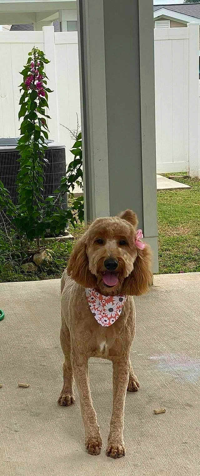 Roxy