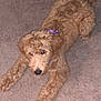 Roxy joined the competition — help win amazing prizes! dog, puppy, carpet, indoor, furniture, wooden_chair, curly_fur, purple_collar, pet, animal, cute, stretching, looking_up, brown_fur, home, floor, canine, companion, curious, young_dog