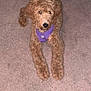 Roxy joined the competition — help win amazing prizes! dog, puppy, curly_fur, purple_harness, carpet, indoor, pet, animal, floor, furniture, brown, cute, lying_down, looking_up, domestic, cozy, young_dog, canine, companion, relaxed