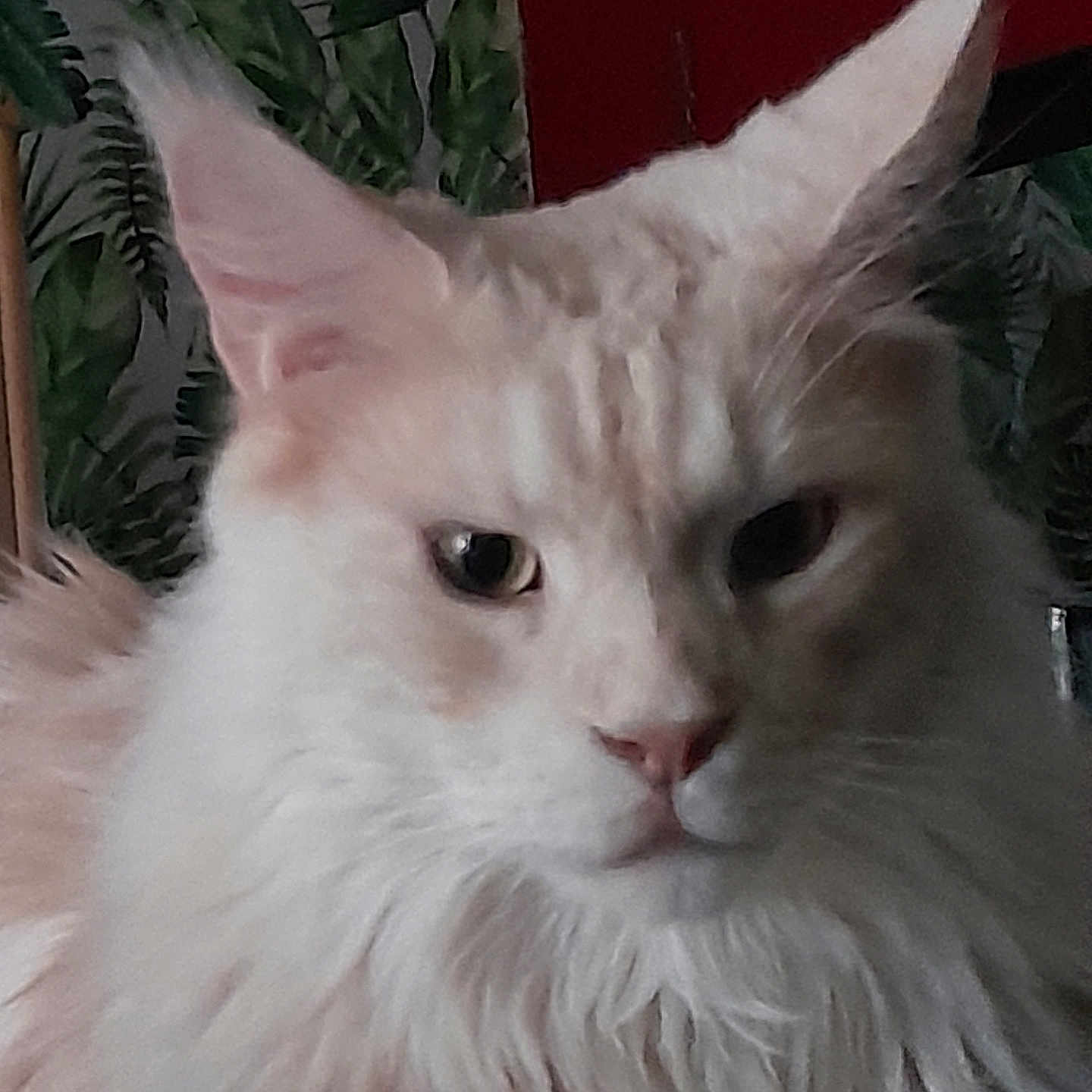 Tempo participe au concours pour gagner de l'argent avec cette photo : animal, cat, close_up, cream_colored, cute, ears, face, feline, fluffy, fur, greenery, indoor, mammal, pet, plant, portrait, red_background, relaxed, sitting, whiskers