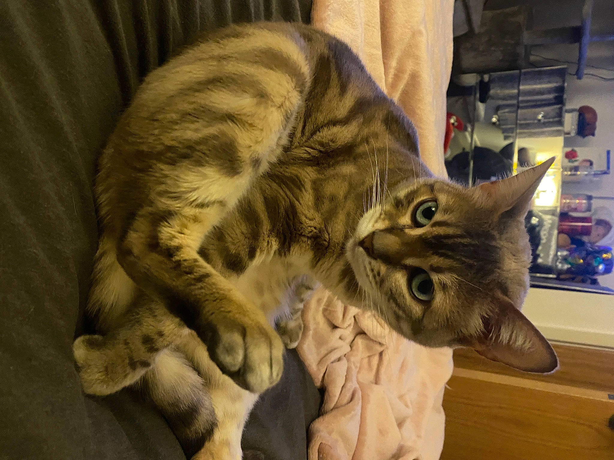 Kiya is registered to the contest to win money with this photo: carnivore, cat, claw, comfort, domestic_short_haired_cat, ear, felidae, fur, paw, small_to_medium_sized_cats, snout, tail, terrestrial_animal, whiskers, wood