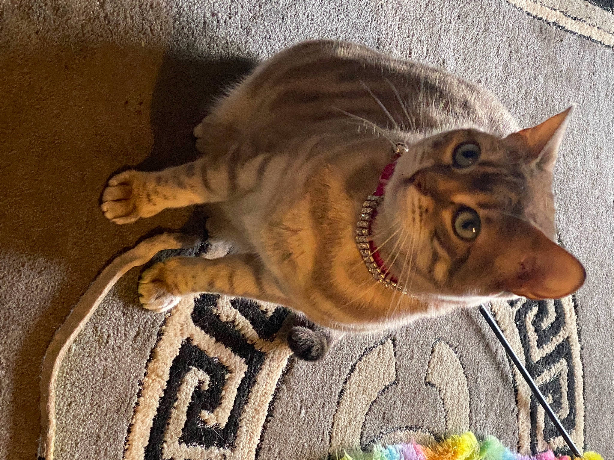 Kiya is registered to the contest to win money with this photo: canidae, carnivore, cat, claw, devon_rex, dog_breed, domestic_short_haired_cat, eye, fang, fawn, felidae, fur, grass, nap, paw, small_to_medium_sized_cats, tail, terrestrial_animal, whiskers, wildlife