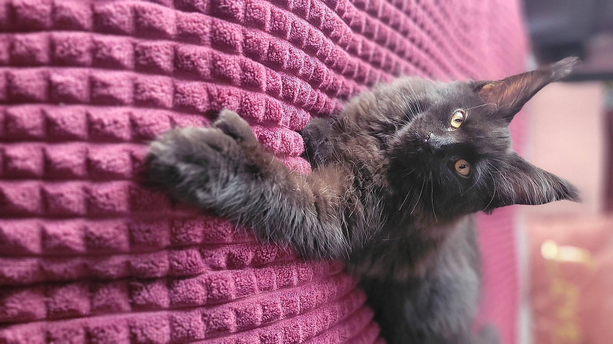 Ultra a rejoint le concours — aidez-le/la à gagner de superbes lots ! black_cat, bombay, carnivore, cat, claw, domestic_short_haired_cat, felidae, fur, grey, magenta, pattern, small_to_medium_sized_cats, tail, terrestrial_animal, textile, whiskers, woven_fabric