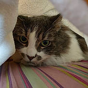 Locke participe au concours pour gagner de l'argent avec cette photo : cat, pet, animal, feline, blanket, cozy, indoor, resting, striped_bedspread, closeup, whiskers, curious, fur, cute, domestic_cat, eyes, face, comfort, soft, hidden