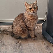 Snugg a rejoint le concours — aidez-le/la à gagner de superbes lots ! cat, tabby, green_eyes, sitting, wooden_floor, indoor, furniture, cable, wall, pet, animal, domestic, fur, whiskers, ears, tail, natural_light, flooring, household, curious
