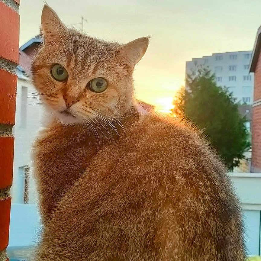 Snugg a rejoint le concours — aidez-le/la à gagner de superbes lots ! animal, brick_wall, building, cat, closeup, curious, daylight, ears, feline, fur, green_eyes, looking, nature, outdoor, pet, sitting, sunset, urban, whiskers, window