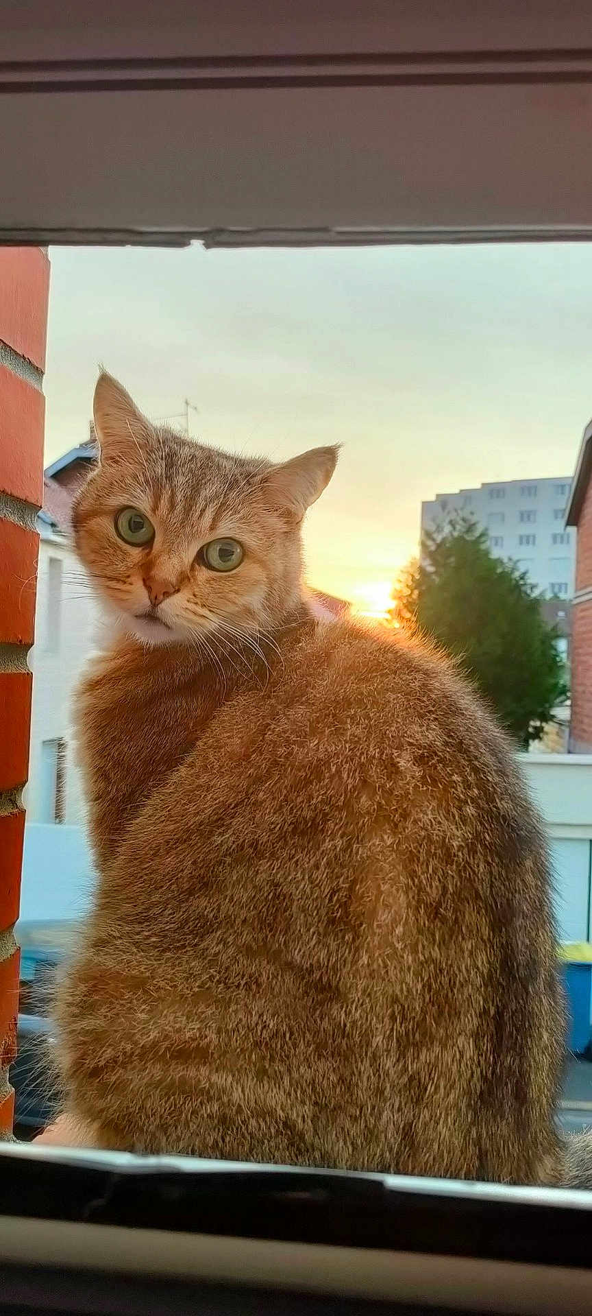 Snugg a rejoint le concours — aidez-le/la à gagner de superbes lots ! cat, animal, pet, feline, fur, whiskers, ears, green_eyes, outdoor, sunset, brick_wall, building, window, curious, looking, sitting, nature, urban, daylight, closeup
