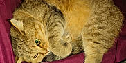Snugg participe au concours pour gagner de l'argent avec cette photo : cat, tabby, pet, animal, fur, whiskers, curled_up, sleepy, cozy, domestic_cat, close_up, cute, indoor, resting, maroon_blanket, paw, tail, yellow_eyes, feline, soft