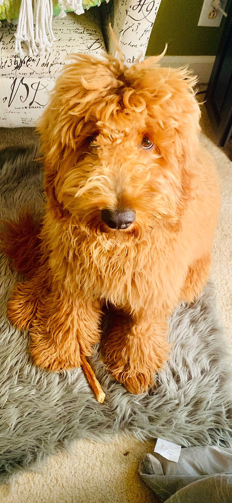 Baker joined the competition — help win amazing prizes! brown, canidae, carnivore, companion_dog, dog, dog_breed, fawn, fur, liver, natural_material, orange, organism, pet_supply, snout, sporting_group, terrier, toy, vertebrate, water_dog, working_animal