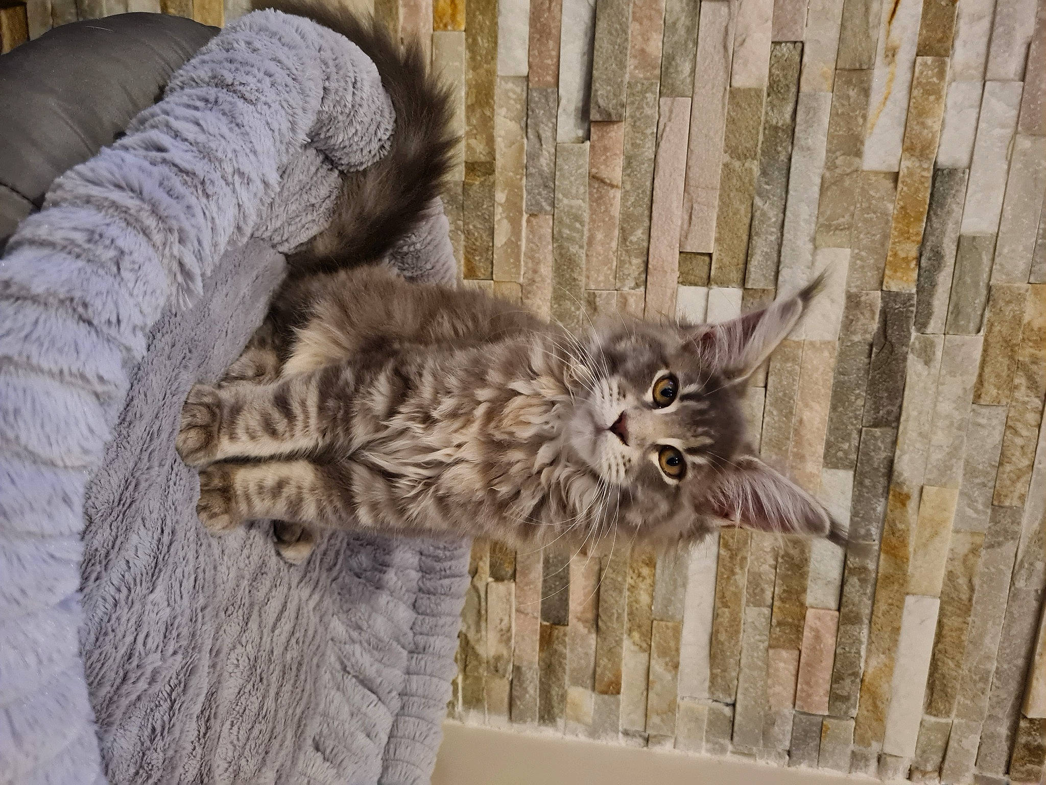 Shanna participe au concours pour gagner de l'argent avec cette photo : carnivore, cat, claw, domestic_short_haired_cat, fawn, felidae, fur, grey, small_to_medium_sized_cats, tail, terrestrial_animal, whiskers, wood