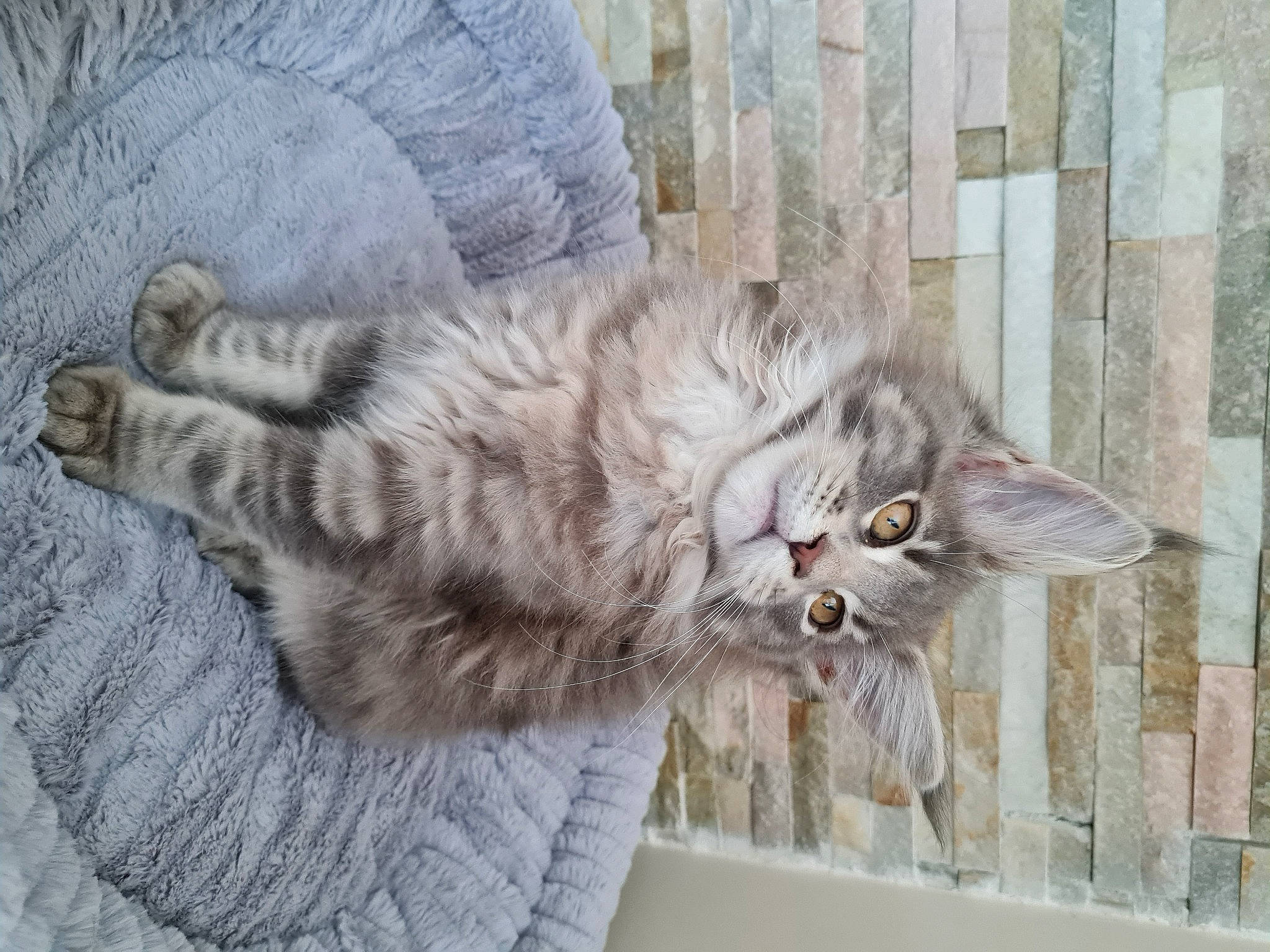 Shanna participe au concours pour gagner de l'argent avec cette photo : carnivore, cat, claw, comfort, felidae, fur, grey, maine_coon, paw, small_to_medium_sized_cats, tail, terrestrial_animal, whiskers