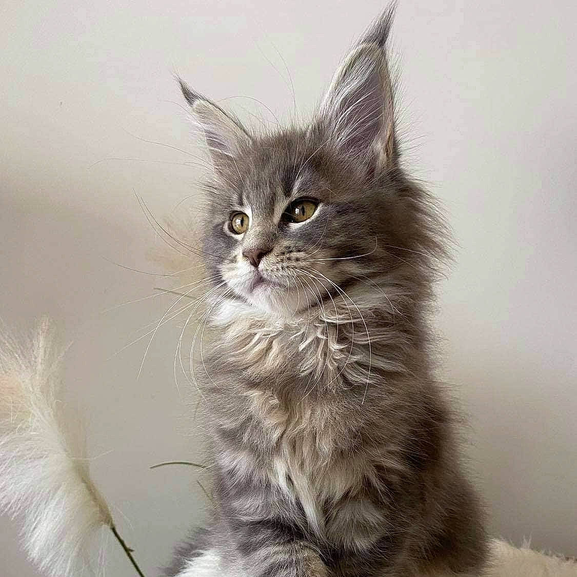 Shanna a rejoint le concours — aidez-le/la à gagner de superbes lots ! carnivore, cat, claw, domestic_short_haired_cat, felidae, fur, grey, hair, iris, maine_coon, monochrome, monochrome_photography, paw, sitting, small_to_medium_sized_cats, snout, tail, terrestrial_animal, whiskers