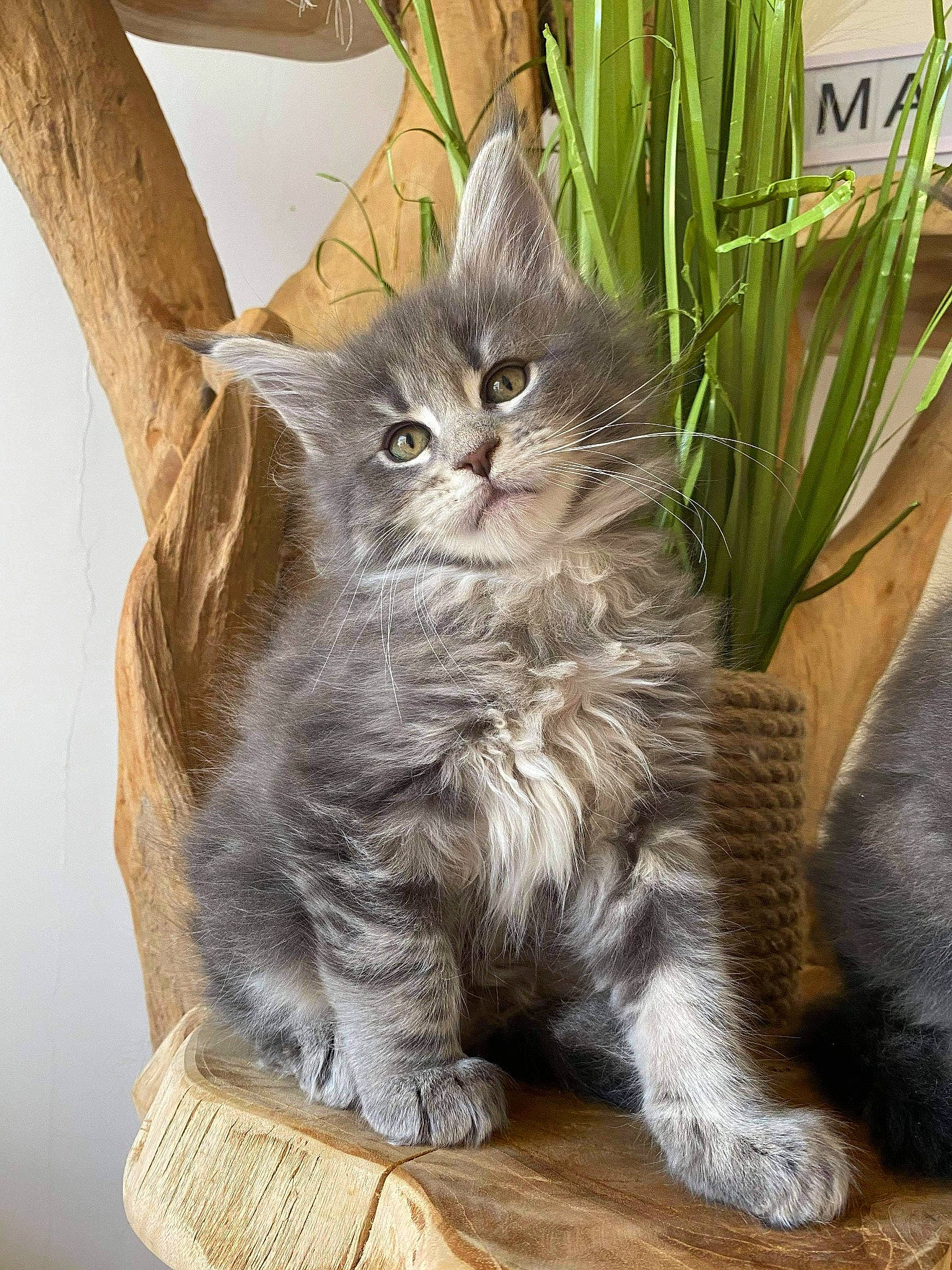 Shanna a rejoint le concours — aidez-le/la à gagner de superbes lots ! carnivore, cat, claw, comfort, domestic_short_haired_cat, fawn, felidae, flowerpot, fur, grass, paw, plant, sitting, small_to_medium_sized_cats, tail, terrestrial_animal, terrestrial_plant, whiskers, wood