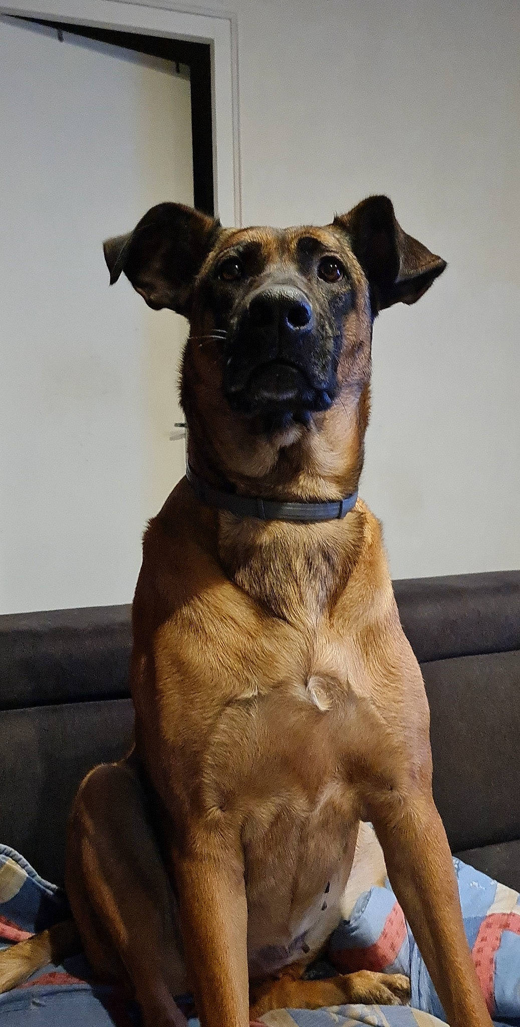 Laika participe au concours pour gagner de l'argent avec cette photo : ancient_dog_breeds, canidae, carnivore, collar, companion_dog, dog, dog_breed, dog_collar, fawn, fur, guard_dog, liver, molosser, non_sporting_group, pet_supply, sporting_group, terrestrial_animal, whiskers, working_animal, working_dog