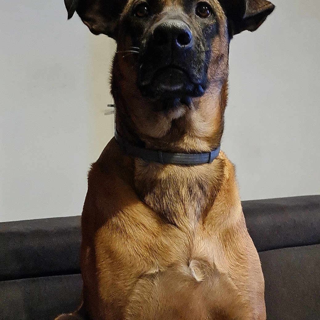 Laika