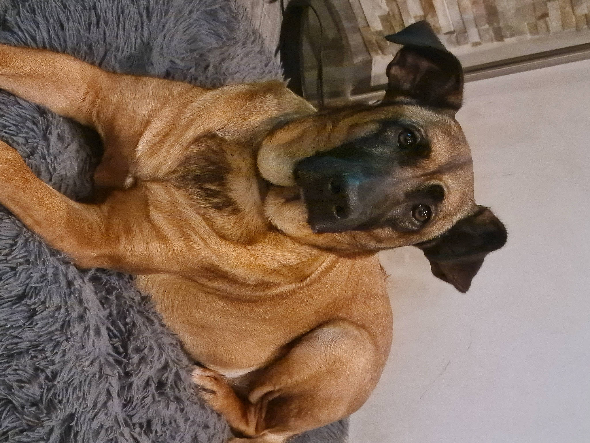 Laika participe au concours pour gagner de l'argent avec cette photo : biting, bored, canidae, carnivore, collar, companion_dog, dog, dog_breed, dog_collar, ear, fawn, fur, liver, paw, snout, sporting_group, whiskers, wood, working_animal, wrinkle