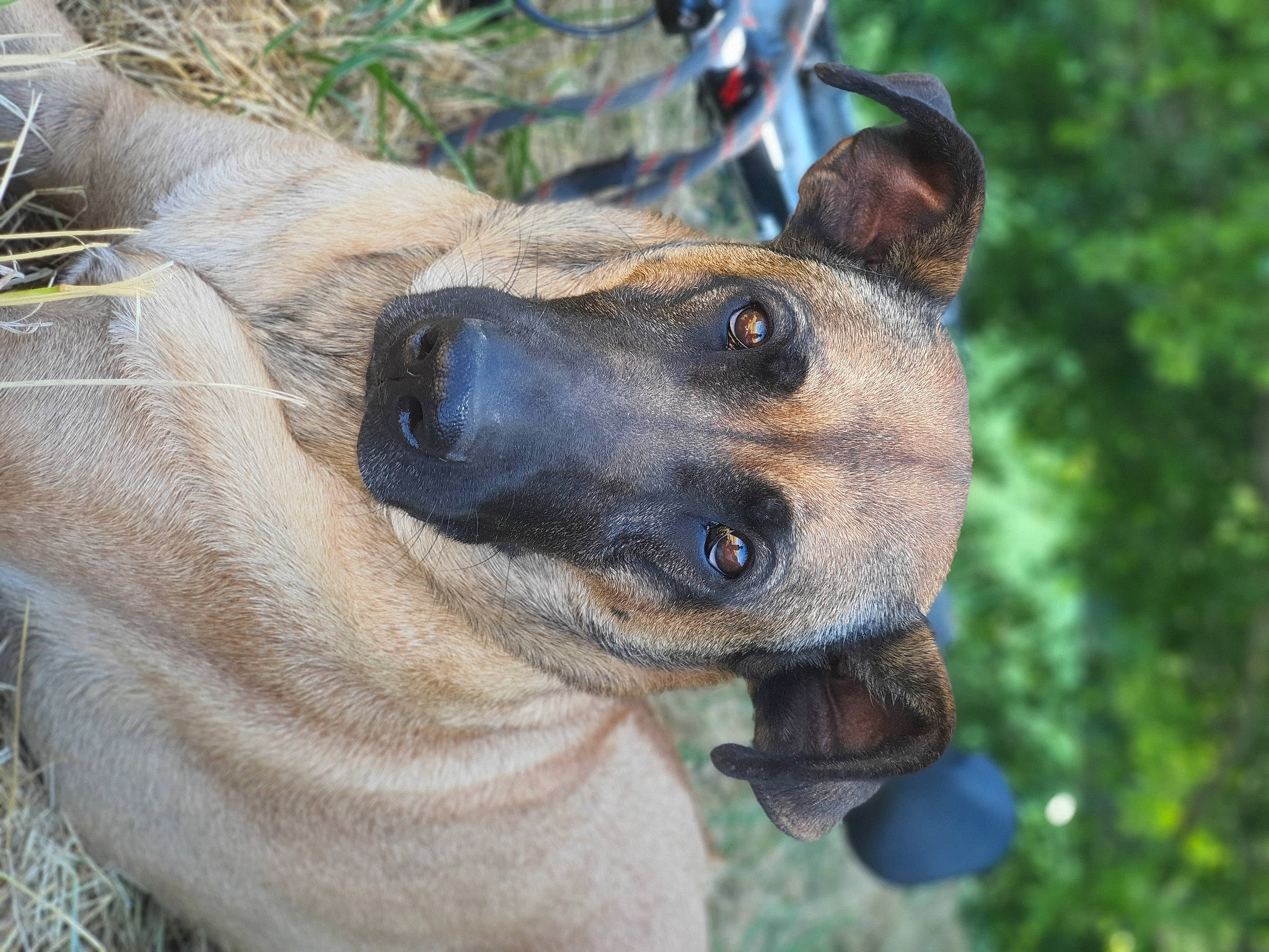 Laika participe au concours pour gagner de l'argent avec cette photo : canidae, carnivore, collar, companion_dog, dog, dog_breed, dog_collar, ear, fawn, fur, german_shepherd_dog, jaw, old_german_shepherd_dog, pet_supply, snout, sporting_group, terrestrial_animal, whiskers, wildlife, working_animal