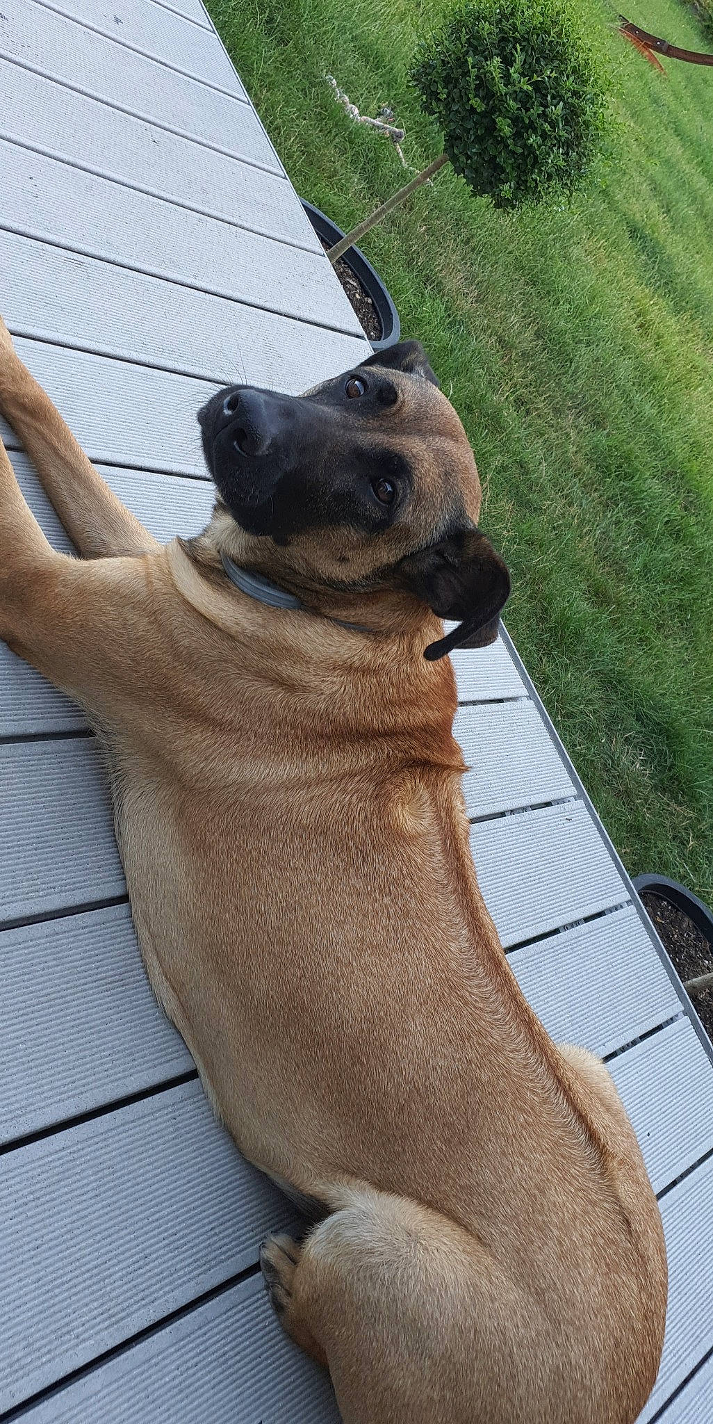 Laika participe au concours pour gagner de l'argent avec cette photo : canidae, carnivore, collar, comfort, companion_dog, dog, dog_breed, dog_collar, fawn, foot, guard_dog, liver, non_sporting_group, pet_supply, sculpture, snout, sporting_group, terrestrial_animal, whiskers, working_animal