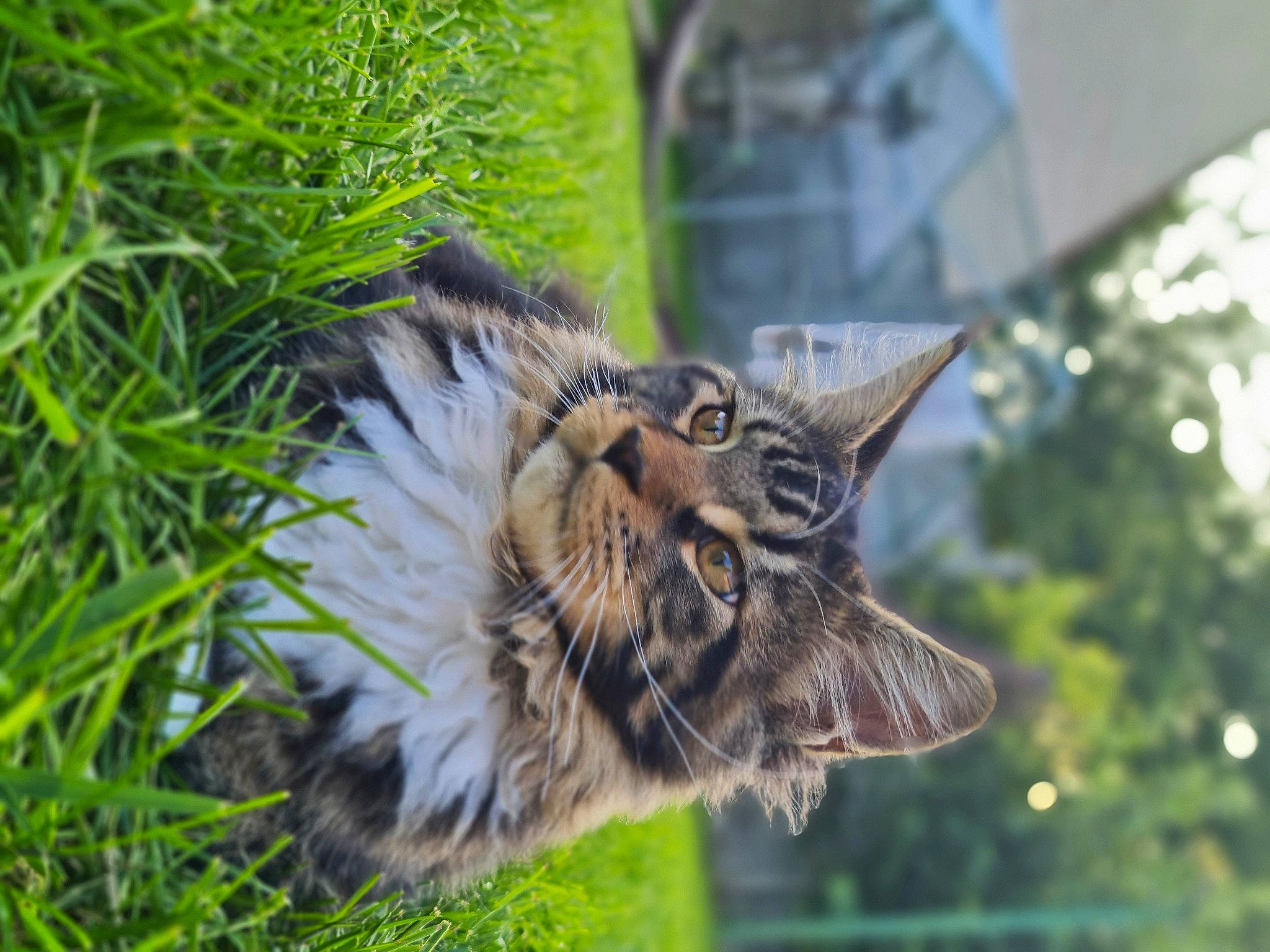 Sultan participe au concours pour gagner de l'argent avec cette photo : beak, carnivore, cat, domestic_short_haired_cat, eye, fawn, feather, felidae, fur, grass, owl, plant, small_to_medium_sized_cats, snout, tail, terrestrial_animal, tree, whiskers, wildlife, window