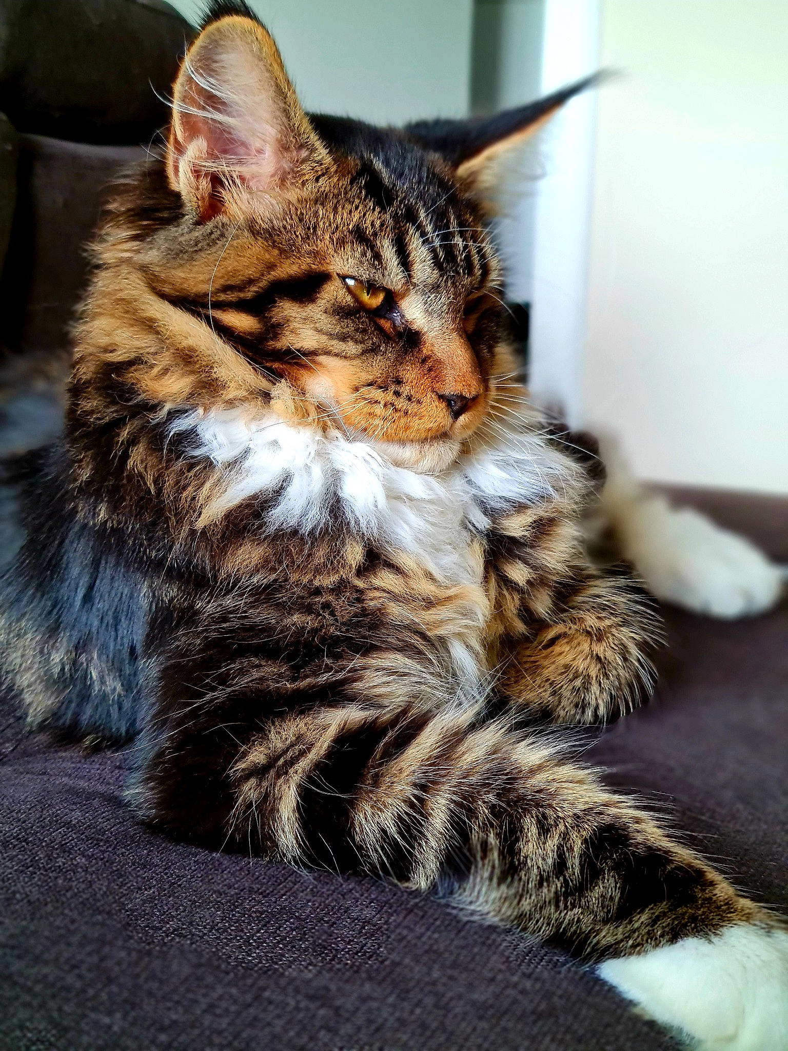 Sultan a rejoint le concours — aidez-le/la à gagner de superbes lots ! carnivore, cat, claw, domestic_short_haired_cat, felidae, fur, paw, small_to_medium_sized_cats, snout, tail, terrestrial_animal, whiskers, wildlife