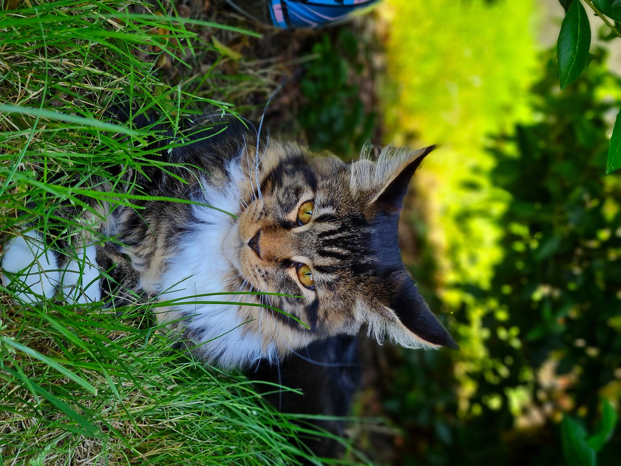 Sultan participe au concours pour gagner de l'argent avec cette photo : carnivore, cat, domestic_short_haired_cat, felidae, fur, grass, grassland, groundcover, herb, herbaceous_plant, plant, small_to_medium_sized_cats, snout, tail, terrestrial_animal, tree, whiskers, wildlife, wood