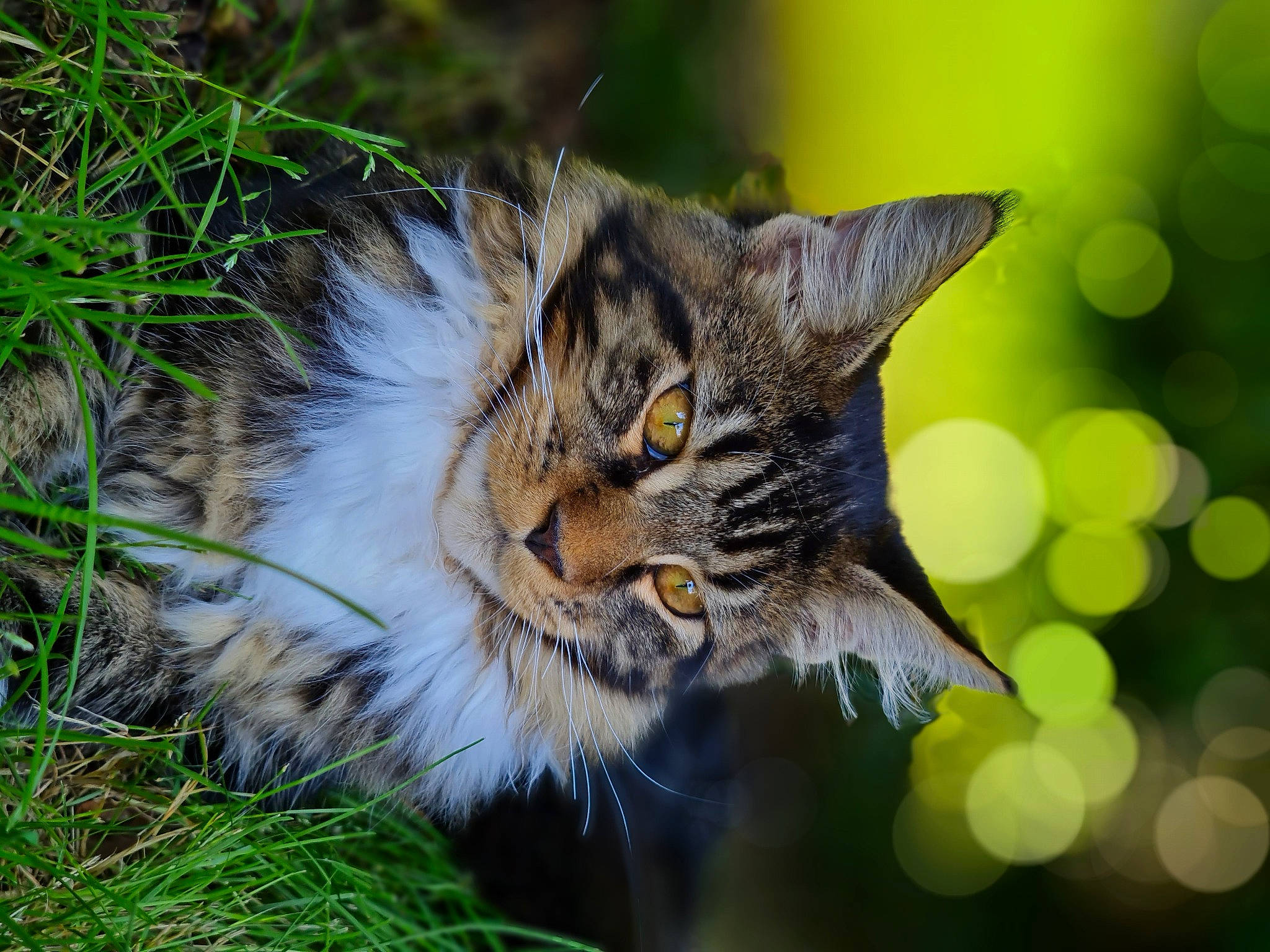 Sultan a rejoint le concours — aidez-le/la à gagner de superbes lots ! carnivore, cat, domestic_short_haired_cat, eye, felidae, fur, grass, grassland, iris, macro_photography, natural_landscape, organism, plant, small_to_medium_sized_cats, snout, tail, terrestrial_animal, tree, whiskers, wildlife