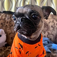 Pookies joined the competition — help win amazing prizes! animal, black, brown, close_up, couch, curtain, cute, dog, ears, eyes, face, fur, indoor, orange_sweater, patterned_fabric, pet_clothing, sitting, small_dog, snout, whiskers