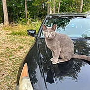 Jupiter joined the competition — help win amazing prizes! cat, gray_cat, car, black_car, hood, animal, outdoor, nature, trees, forest, greenery, reflection, side_mirror, wildlife, pet, feline, grass, daylight, parked_car, curious