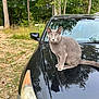 cat, gray_cat, car, black_car, hood, animal, outdoor, nature, trees, forest, greenery, reflection, side_mirror, wildlife, pet, feline, grass, daylight, parked_car, curious
