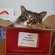 Gus joined the competition — help win amazing prizes! cardboard_box, cat, closeup, curious, domestic_animal, ears, eyes, face, feline, fur, household, indoor, label, package, pet, sitting, tabby_cat, table, whiskers, wooden_surface