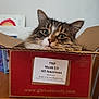 cardboard_box, cat, closeup, curious, domestic_animal, ears, eyes, face, feline, fur, household, indoor, label, package, pet, sitting, tabby_cat, table, whiskers, wooden_surface