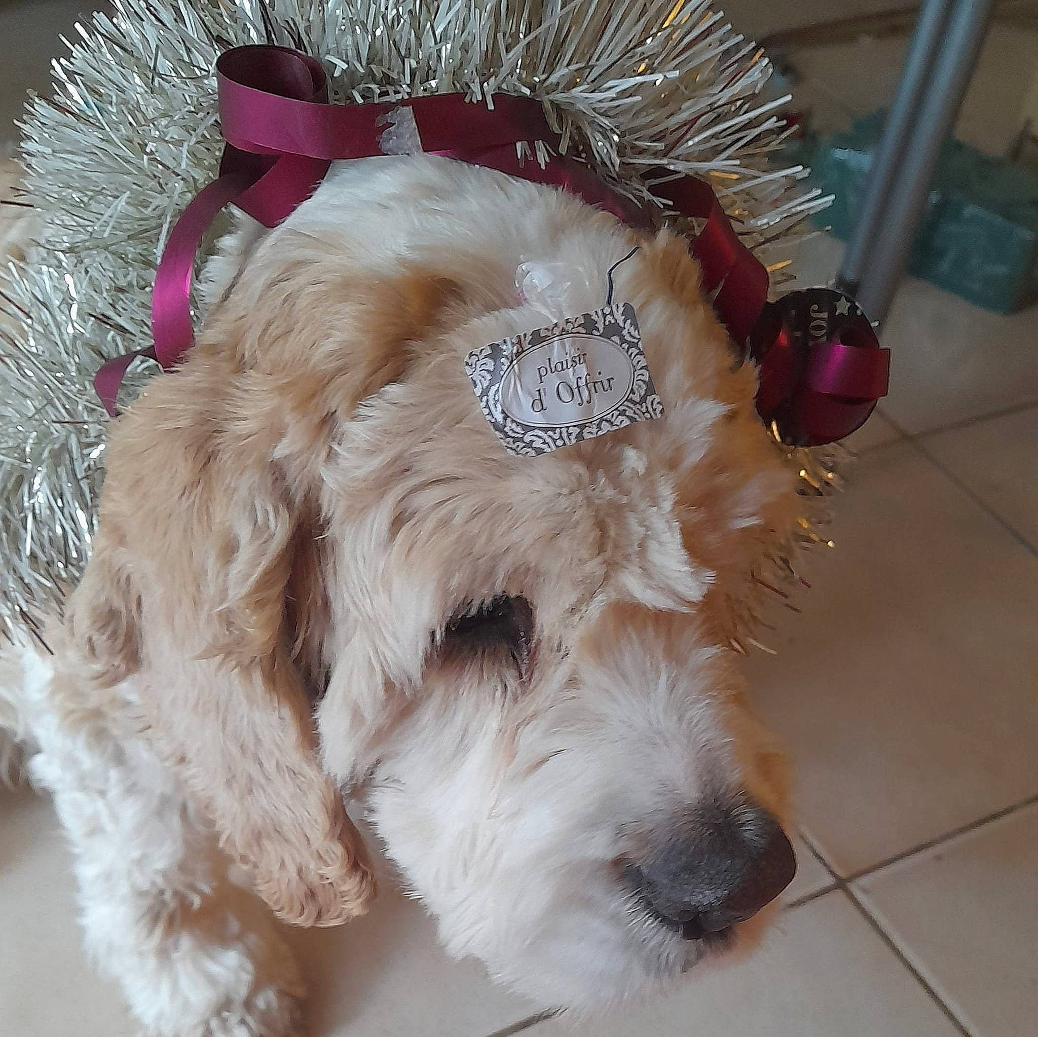 Houston a rejoint le concours — aidez-le/la à gagner de superbes lots ! canidae, carnivore, companion_dog, dog, dog_breed, dog_collar, dog_supply, flooring, fur, labradoodle, liver, paw, pet_supply, small_terrier, snout, sporting_group, tail, terrier, toy_dog, working_animal