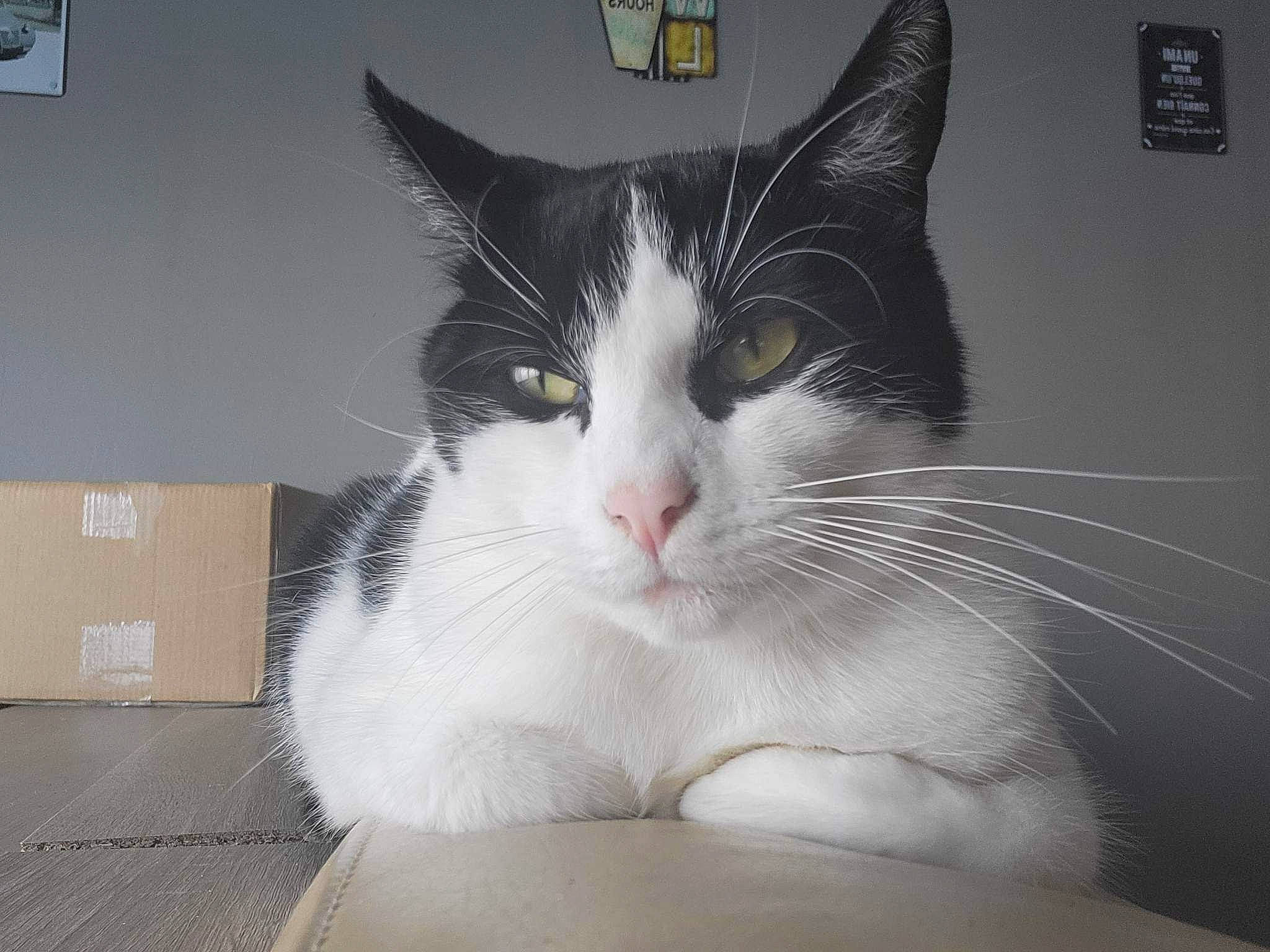 Fripon a rejoint le concours — aidez-le/la à gagner de superbes lots ! box, cardboard, carnivore, carton, cat, comfort, domestic_short_haired_cat, felidae, fur, monochrome_photography, packaging_and_labeling, paw, shipping_box, small_to_medium_sized_cats, snout, tail, whiskers, window