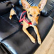 Lola participe au concours pour gagner de l'argent avec cette photo : alert, animal, black_couch, canine, companion, cute, dog, domestic, ears, flooring, furniture, indoor, leather_couch, looking, pet, red_harness, resting, small_dog, wood_floor, young_dog