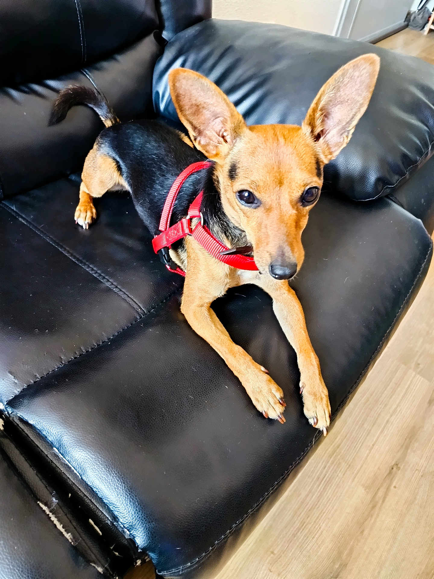 Lola participe au concours pour gagner de l'argent avec cette photo : alert, animal, black_couch, canine, companion, cute, dog, domestic, ears, flooring, furniture, indoor, leather_couch, looking, pet, red_harness, resting, small_dog, wood_floor, young_dog