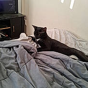 Buddy joined the competition — help win amazing prizes! bed, bedding, bedroom, black_cat, blanket, cat, cozy, ears, entertainment_center, home, indoor, lying_down, pet, relaxed, sunlight, television, wall, whiskers, white_patches, yellow_eyes