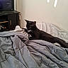 bed, bedding, bedroom, black_cat, blanket, cat, cozy, ears, entertainment_center, home, indoor, lying_down, pet, relaxed, sunlight, television, wall, whiskers, white_patches, yellow_eyes