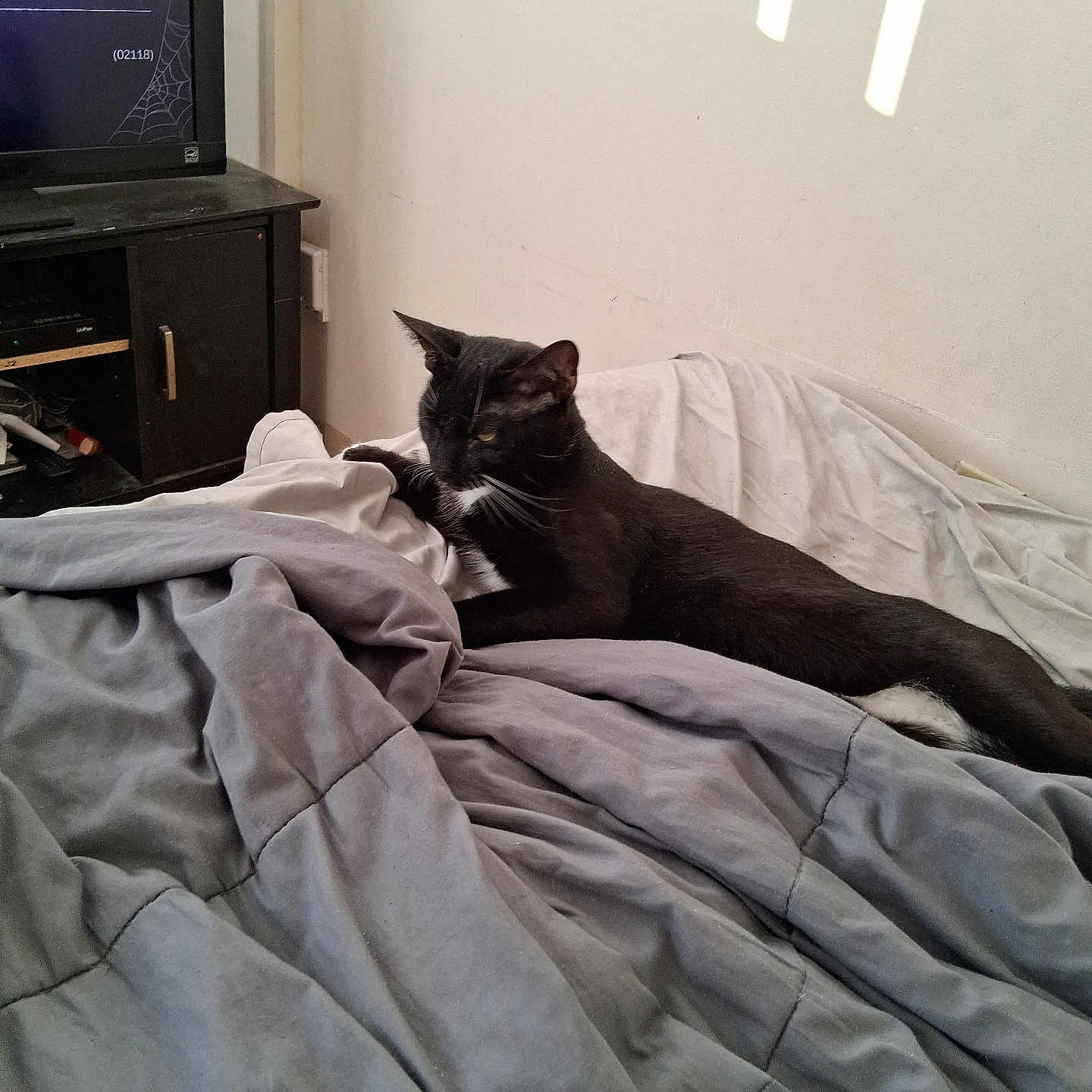 Buddy joined the competition — help win amazing prizes! bed, bedding, bedroom, black_cat, blanket, cat, cozy, ears, entertainment_center, home, indoor, lying_down, pet, relaxed, sunlight, television, wall, whiskers, white_patches, yellow_eyes