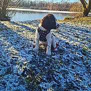 Arlo participe au concours pour gagner de l'argent avec cette photo : dog, puppy, snow, lake, water, tree, winter, harness, leash, grass, sunlight, nature, outdoor, portrait, sitting, paws, bank, sky, landscape, canine