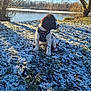 dog, puppy, snow, lake, water, tree, winter, harness, leash, grass, sunlight, nature, outdoor, portrait, sitting, paws, bank, sky, landscape, canine