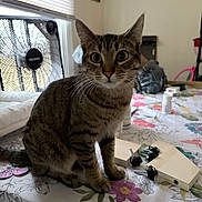 Maybelle is registered to the contest to win money with this photo: cat, tabby_cat, table, tablecloth, indoor, fan, household_items, pet, curious, sitting, fur, whiskers, ears, eyes, domestic_animal, feline, striped, looking, closeup, animal