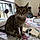 Maybelle