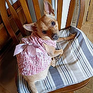 Eillie May joined the competition — help win amazing prizes! animal, bow, canine, chair, curious, cushion, cute, dog, domestic_animal, floor_tile, furniture, indoor, looking_back, pet, pink_dress, portrait, sitting, small_dog, tiny, wooden_chair