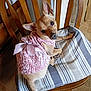 animal, bow, canine, chair, curious, cushion, cute, dog, domestic_animal, floor_tile, furniture, indoor, looking_back, pet, pink_dress, portrait, sitting, small_dog, tiny, wooden_chair