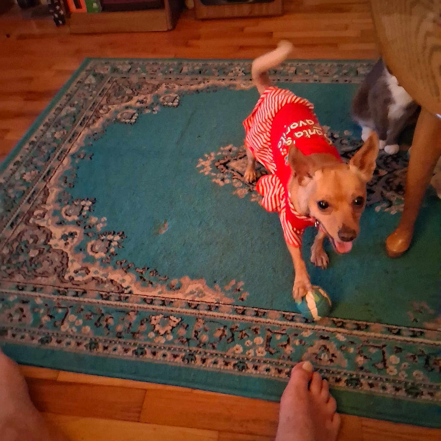 Eillie May joined the competition — help win amazing prizes! animal, ball, bare_feet, cat, dog, flooring, furniture, grey_cat, home, indoor, pet_clothing, playing, rug, small_dog, striped_clothing, table, toy, white_cat, wooden_floor, wooden_furniture