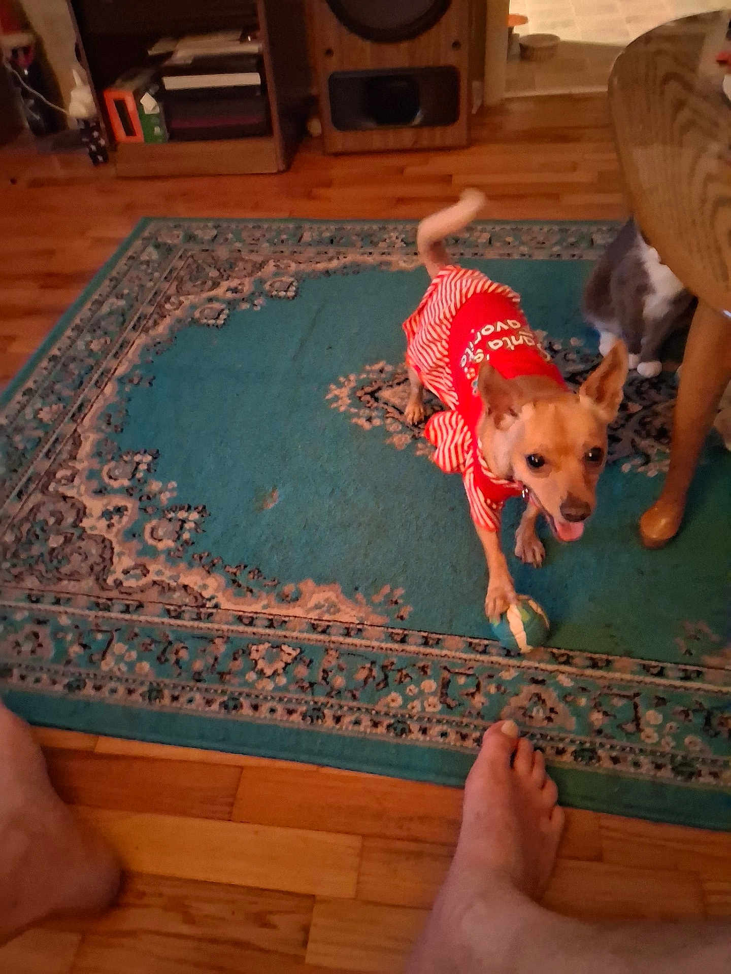 Eillie May joined the competition — help win amazing prizes! animal, ball, bare_feet, cat, dog, flooring, furniture, grey_cat, home, indoor, pet_clothing, playing, rug, small_dog, striped_clothing, table, toy, white_cat, wooden_floor, wooden_furniture