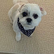 Tucker Lance Dyess is registered to the contest to win money with this photo: dog, small_dog, white_dog, pet, bandana, black_bandana, paw_prints, cute, looking_up, carpet, beige_carpet, indoor, floor, animal, companion, friendly, fur, ears, tail, adorable
