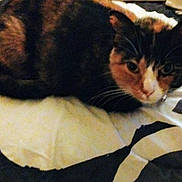 Annabelle joined the competition — help win amazing prizes! cat, calico, pet, animal, feline, bed, blanket, pattern, black, white, fur, whiskers, ears, cute, indoor, resting, sleepy, cozy, closeup, domestic